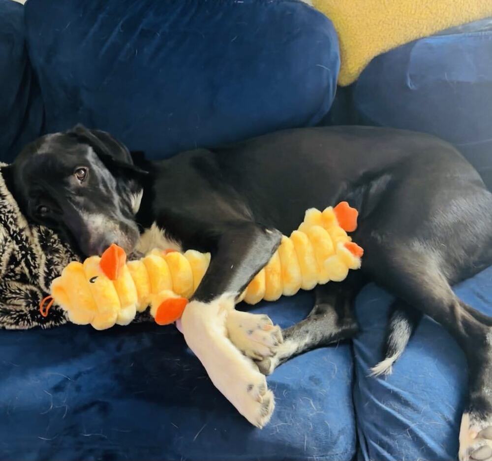 Alfonzo, an adoptable Great Dane in Cortez, CO, 81321 | Photo Image 1