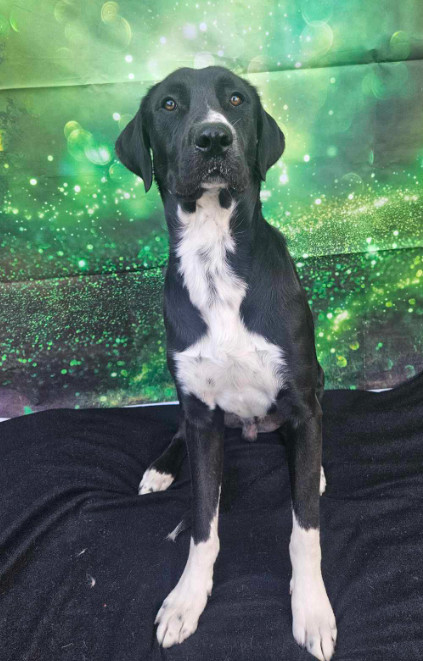 Alfonzo, an adoptable Great Dane in Cortez, CO, 81321 | Photo Image 1