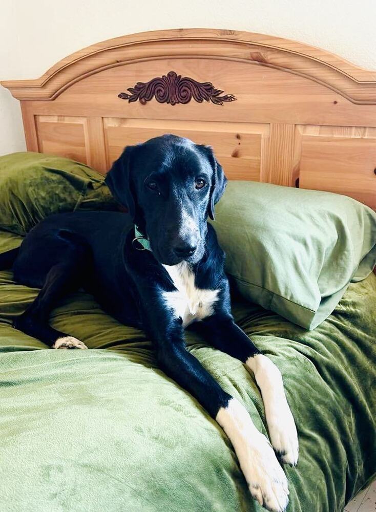 Alfonzo, an adoptable Great Dane in Cortez, CO, 81321 | Photo Image 3