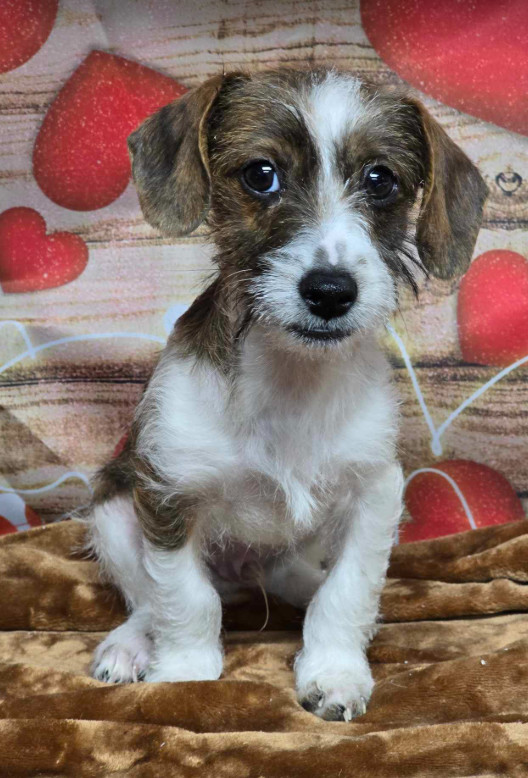 Eclair, an adoptable Dachshund in Cortez, CO, 81321 | Photo Image 1