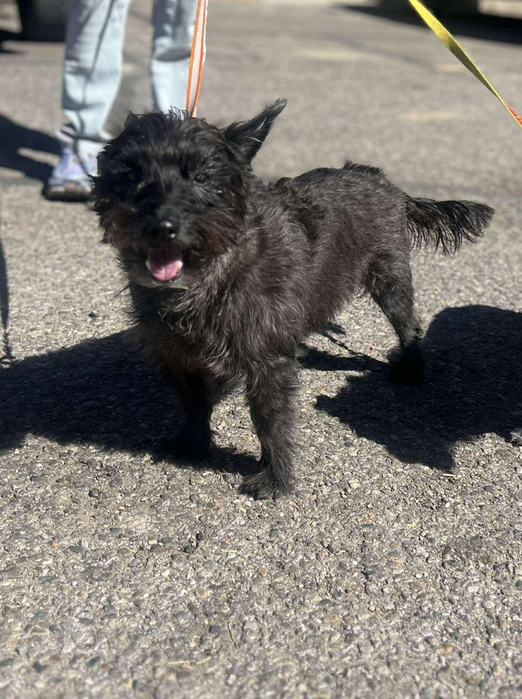 Toby, an adoptable Cairn Terrier in Cortez, CO, 81321 | Photo Image 1