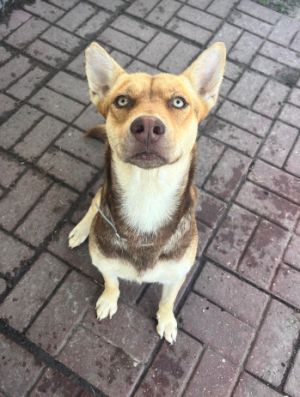 Honey, Adult Female Shepherd