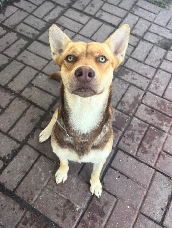 Honey, an adoptable Shepherd in Cortez, CO, 81321 | Photo Image 1