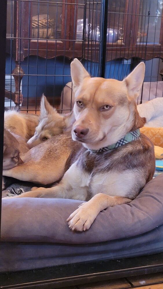 Honey, an adoptable Shepherd in Cortez, CO, 81321 | Photo Image 2