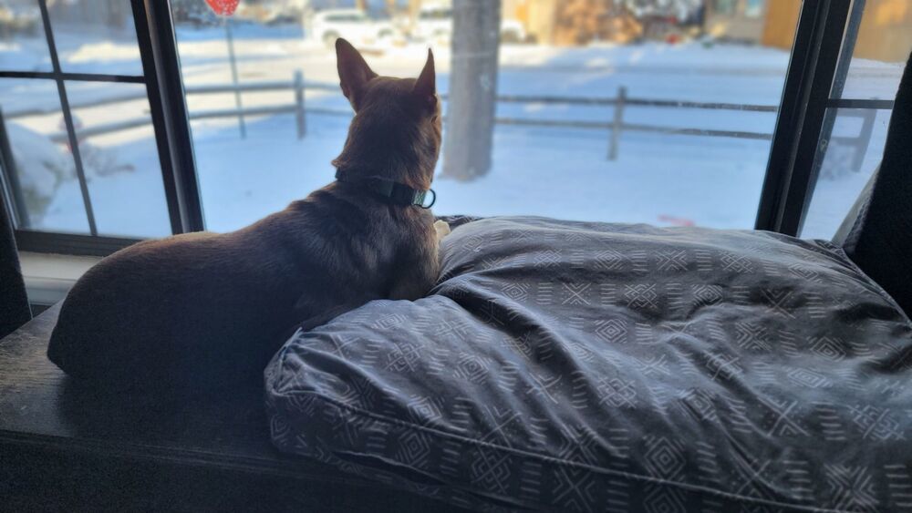 Honey, an adoptable Shepherd in Cortez, CO, 81321 | Photo Image 4