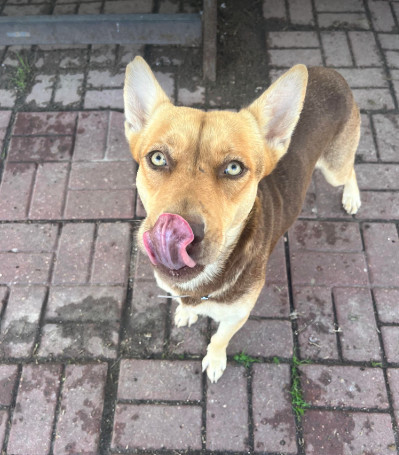 Honey, an adoptable Shepherd in Cortez, CO, 81321 | Photo Image 5