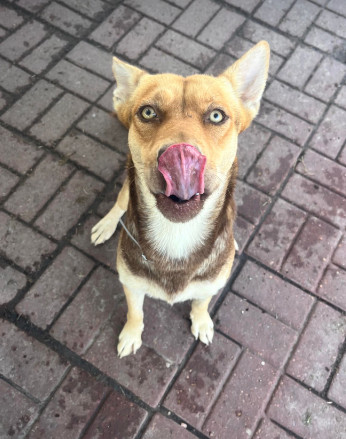 Honey, an adoptable Shepherd in Cortez, CO, 81321 | Photo Image 6
