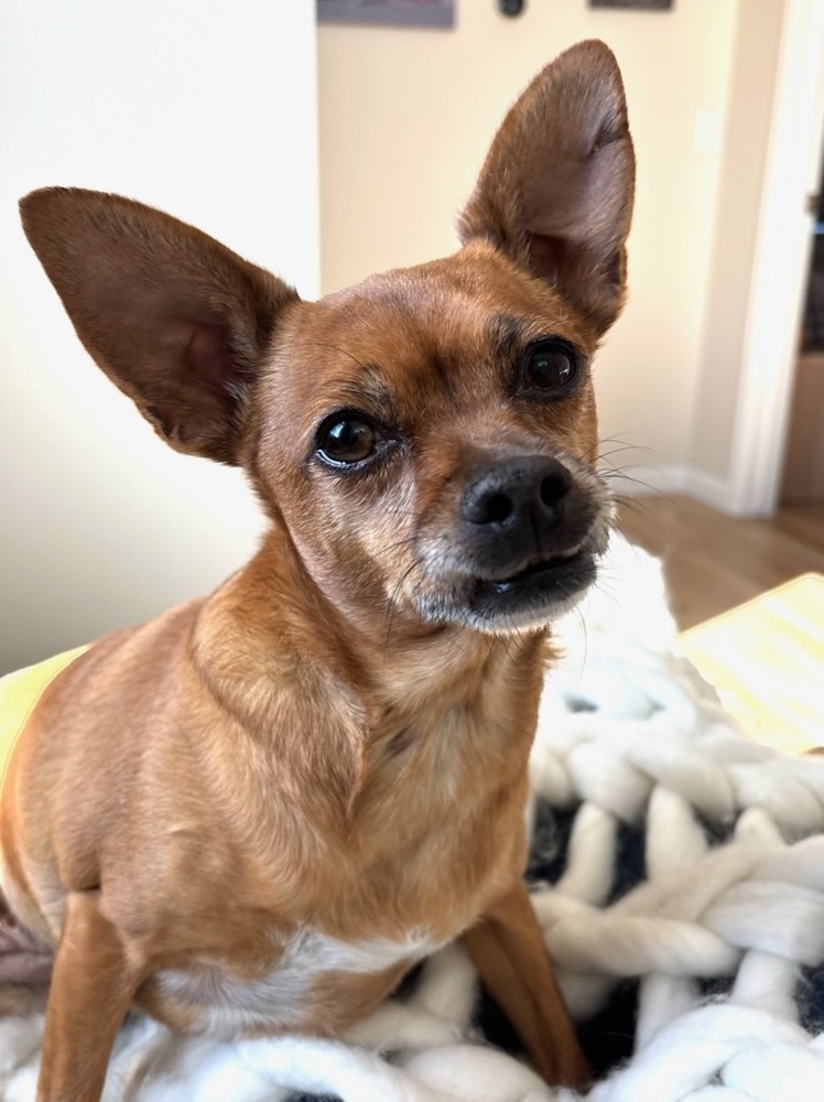 Violet, an adoptable Chihuahua, Pug in Cortez, CO, 81321 | Photo Image 1