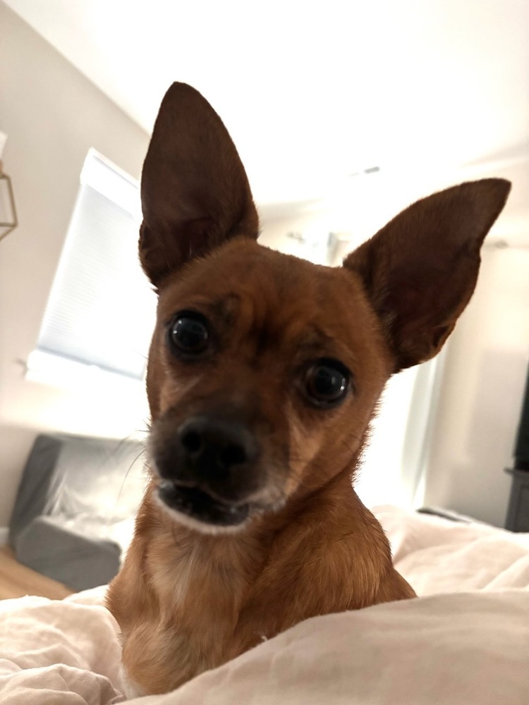 Violet, an adoptable Chihuahua, Pug in Cortez, CO, 81321 | Photo Image 2