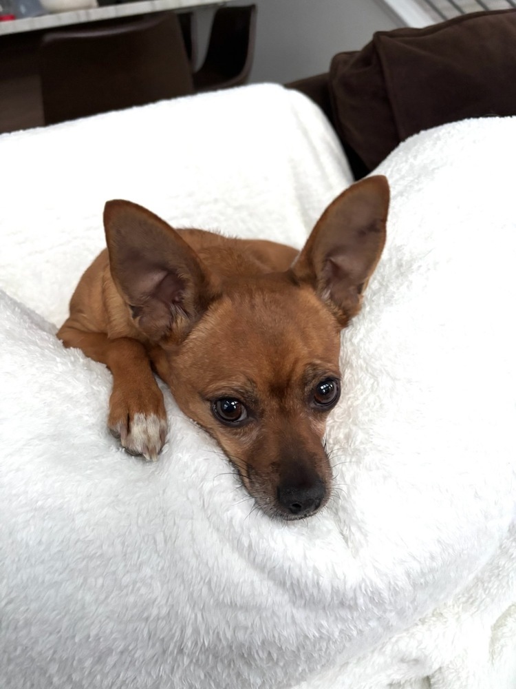 Violet, an adoptable Chihuahua, Pug in Cortez, CO, 81321 | Photo Image 3