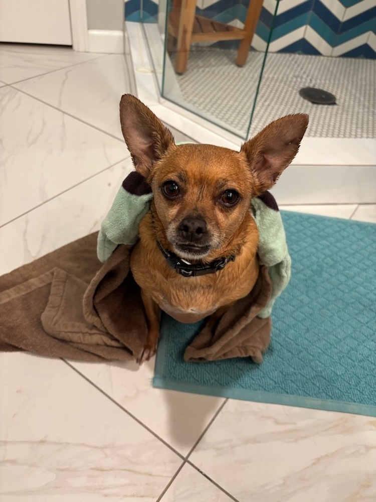 Violet, an adoptable Chihuahua, Pug in Cortez, CO, 81321 | Photo Image 4