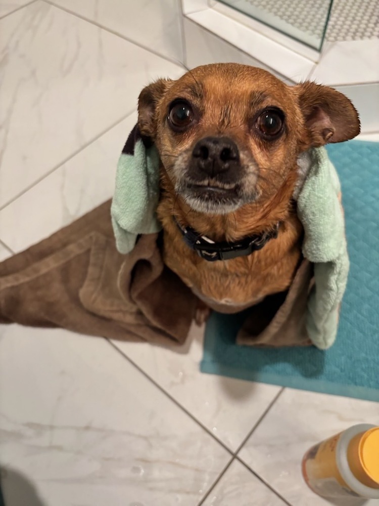 Violet, an adoptable Chihuahua, Pug in Cortez, CO, 81321 | Photo Image 5