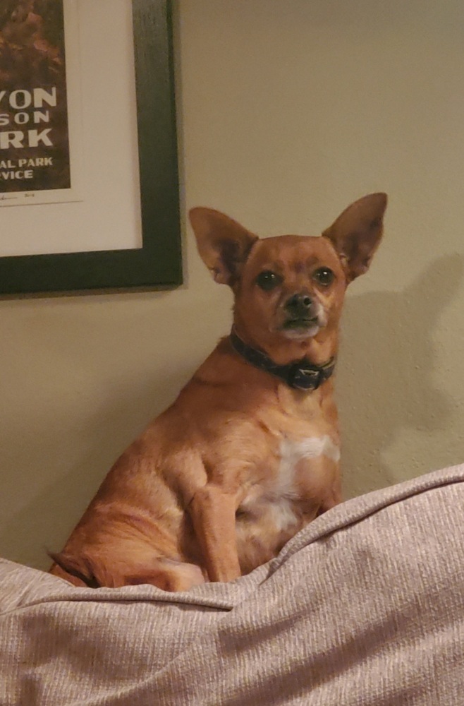 Violet, an adoptable Chihuahua, Pug in Cortez, CO, 81321 | Photo Image 6