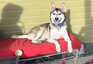 Petunia aka Sitka, Adult Female Husky