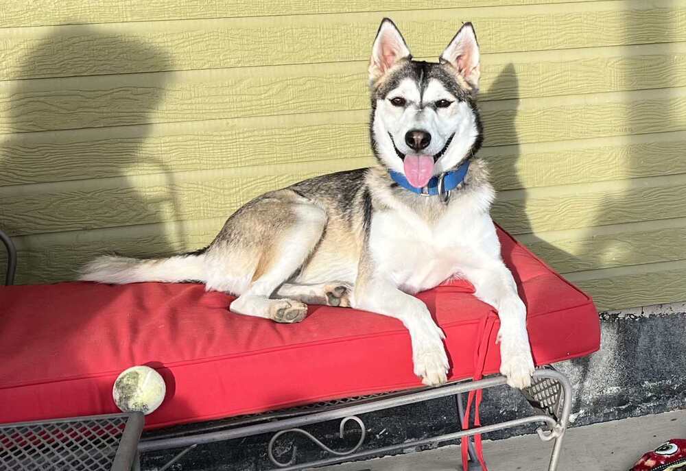 Petunia aka Sitka, an adoptable Husky in Cortez, CO, 81321 | Photo Image 1
