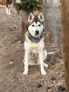 Petunia aka Sitka photo 2