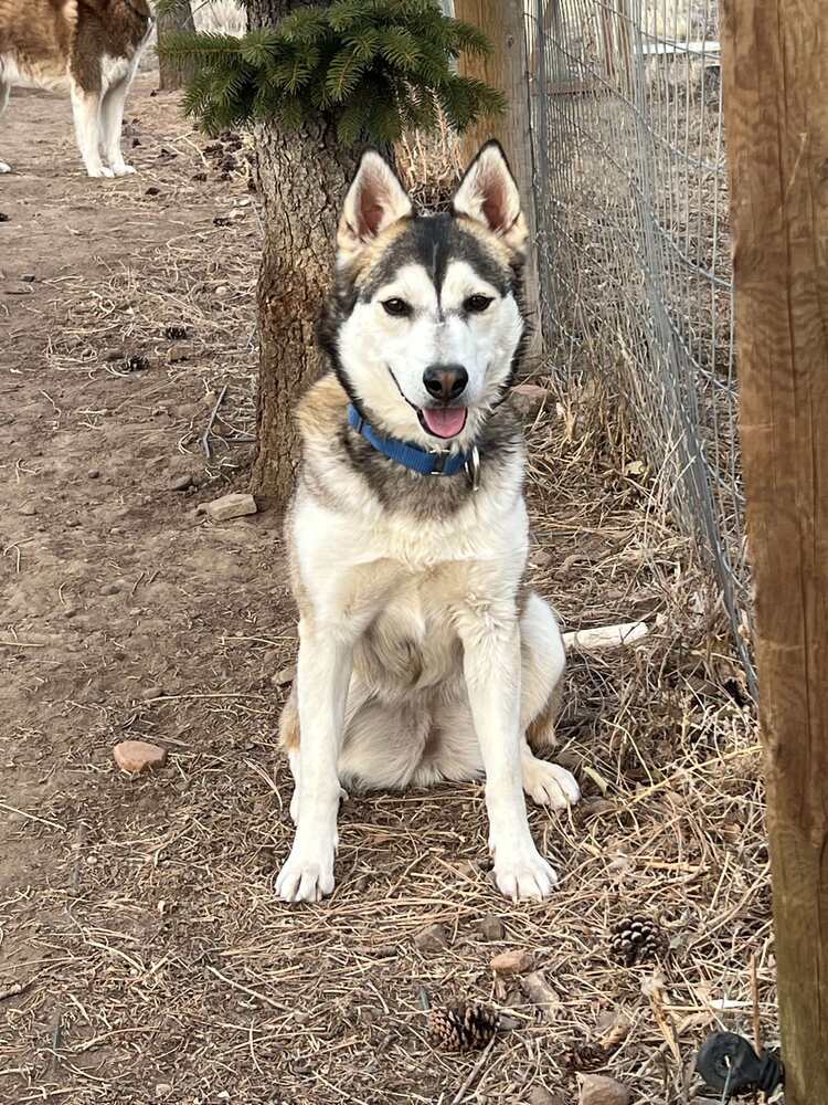 Petunia aka Sitka, an adoptable Husky in Cortez, CO, 81321 | Photo Image 2