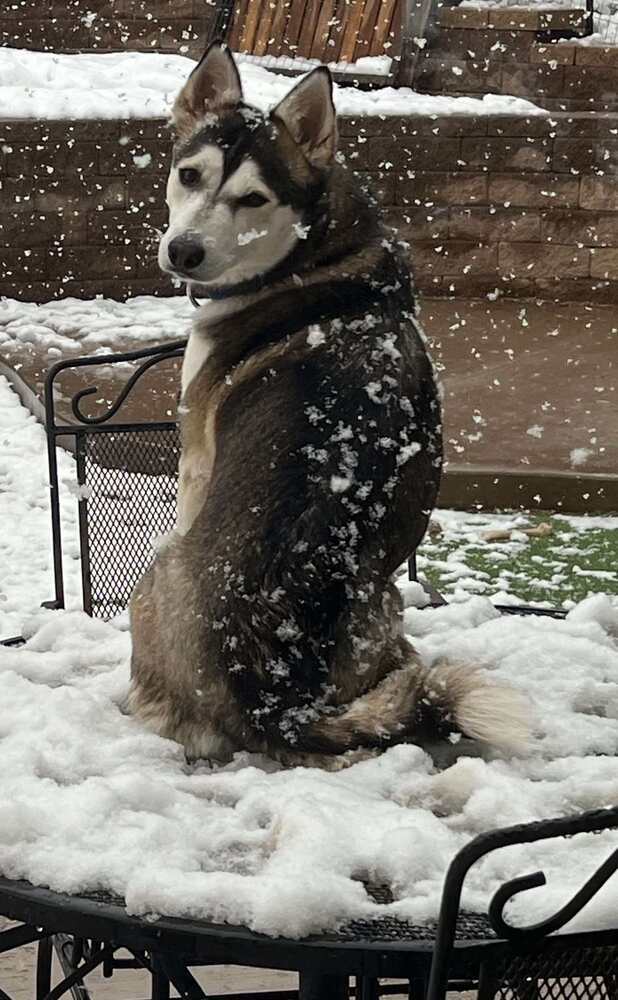 Petunia aka Sitka, an adoptable Husky in Cortez, CO, 81321 | Photo Image 3