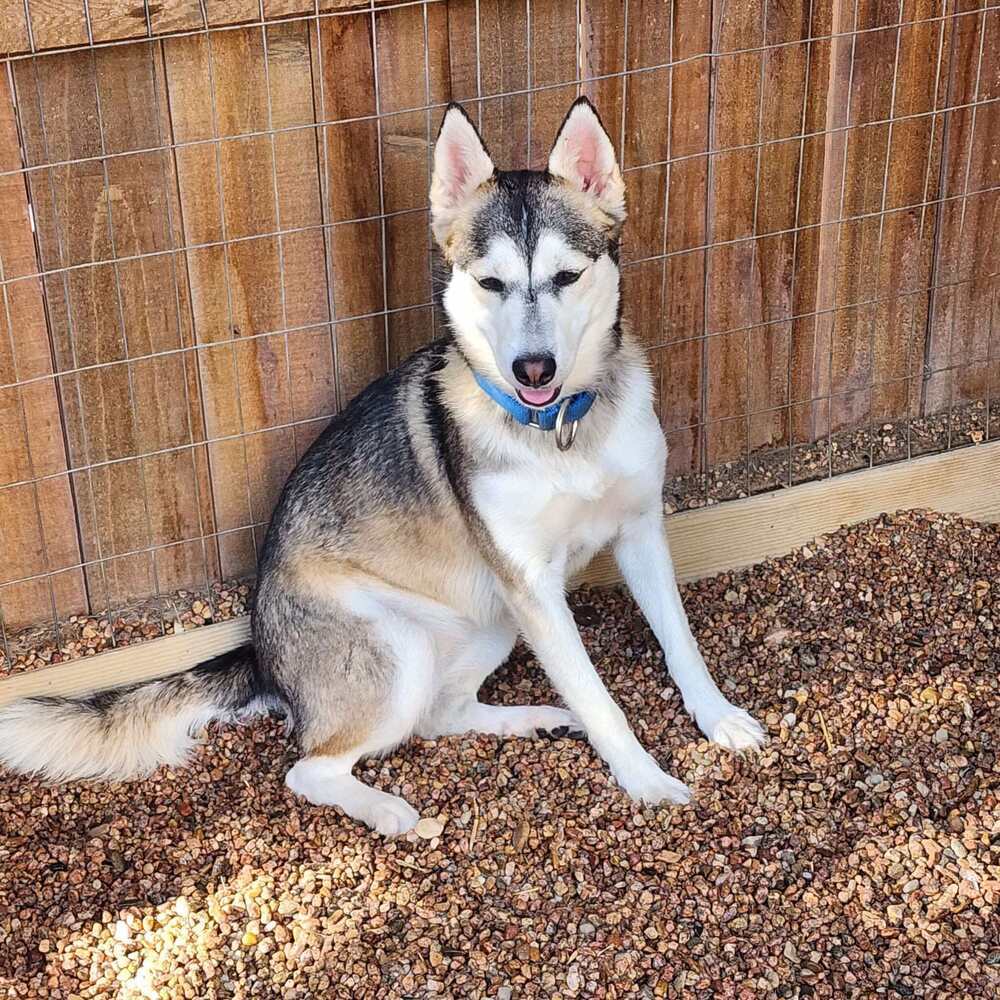 Petunia aka Sitka, an adoptable Husky in Cortez, CO, 81321 | Photo Image 4