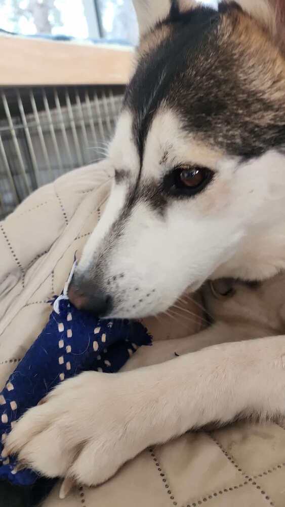 Petunia aka Sitka, an adoptable Husky in Cortez, CO, 81321 | Photo Image 5