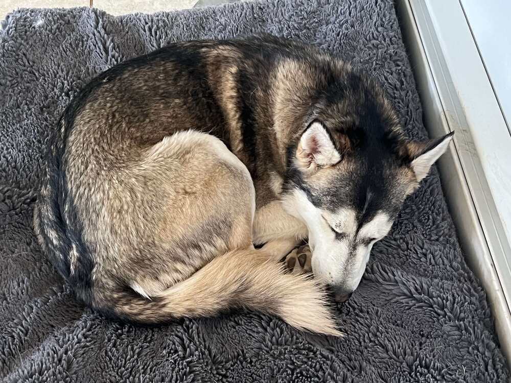 Petunia aka Sitka, an adoptable Husky in Cortez, CO, 81321 | Photo Image 6