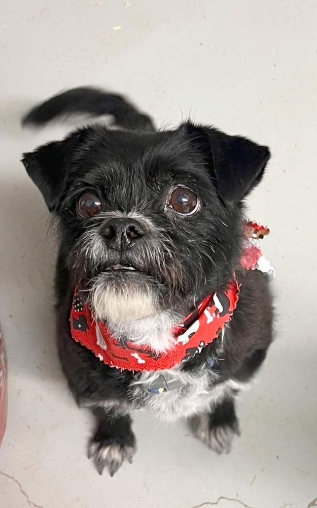 Zoe, an adoptable Cairn Terrier, Japanese Chin in Cortez, CO, 81321 | Photo Image 1
