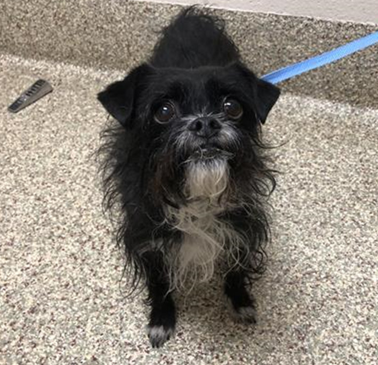 Zoe, an adoptable Cairn Terrier, Japanese Chin in Cortez, CO, 81321 | Photo Image 2