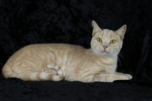 Jake from State Farm, Baby Male Domestic Short Hair