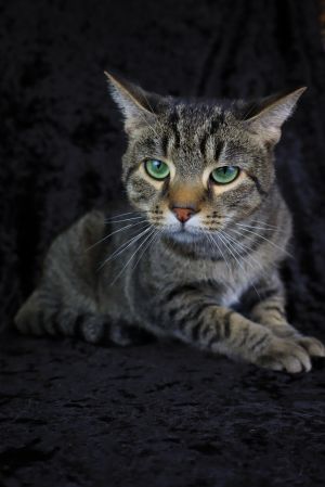 Dave, Young Male Domestic Short Hair