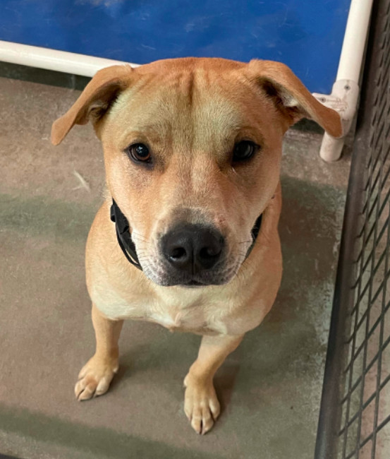 Duke, an adoptable Pit Bull Terrier in Boulder, CO, 80305 | Photo Image 1