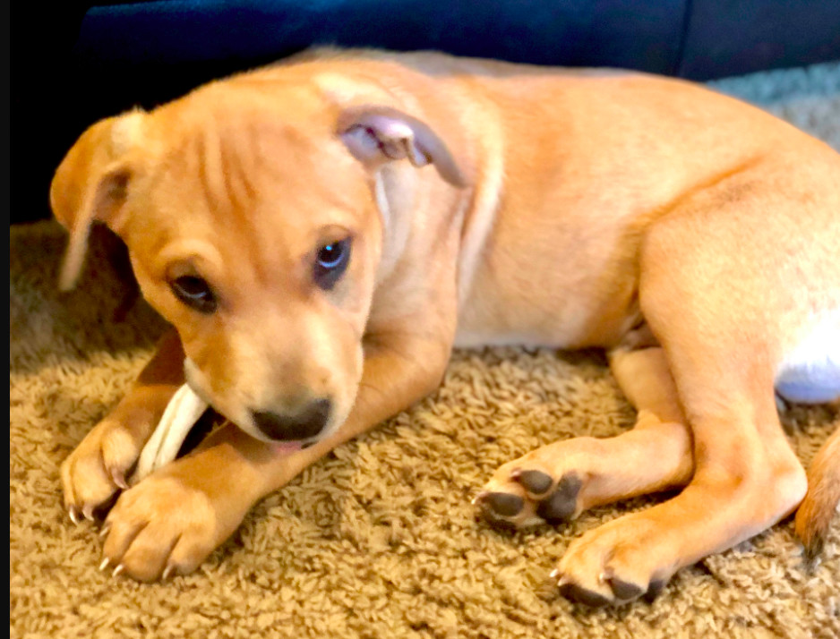 Duke, an adoptable Pit Bull Terrier in Boulder, CO, 80305 | Photo Image 2