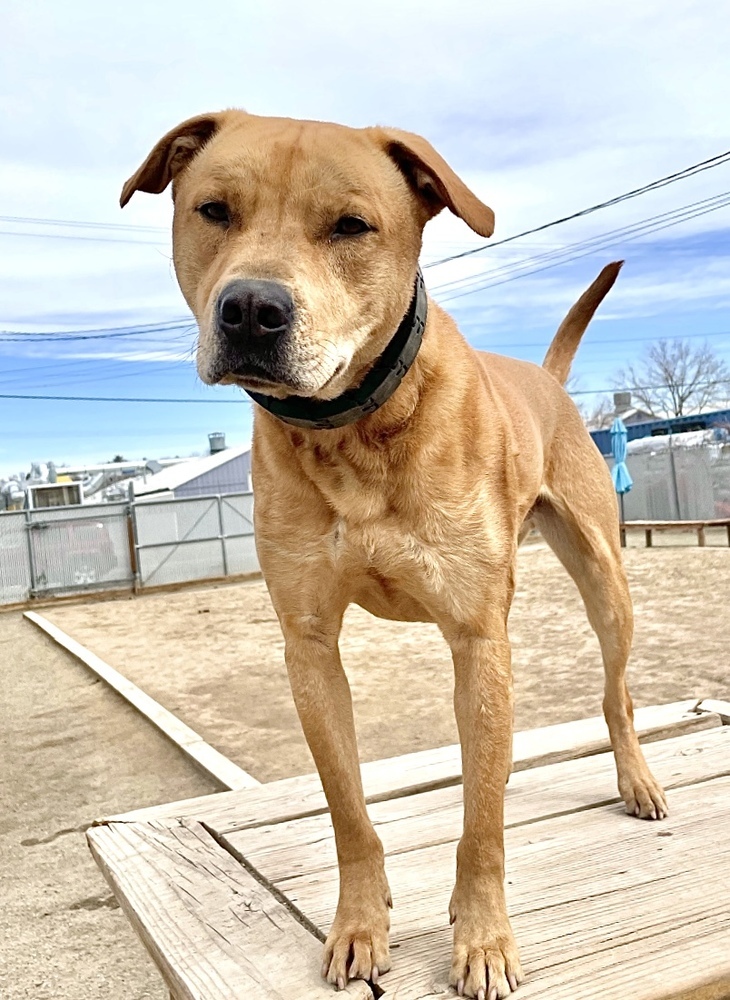 Duke, an adoptable Pit Bull Terrier in Boulder, CO, 80305 | Photo Image 3