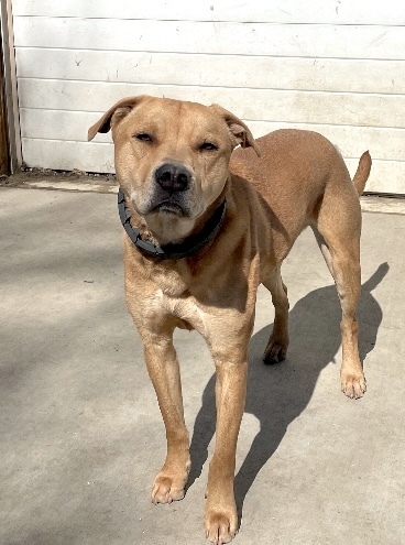 Duke, an adoptable Pit Bull Terrier in Boulder, CO, 80305 | Photo Image 4