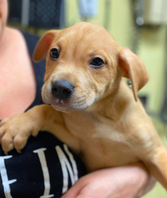 Duke, an adoptable Pit Bull Terrier in Boulder, CO, 80305 | Photo Image 5