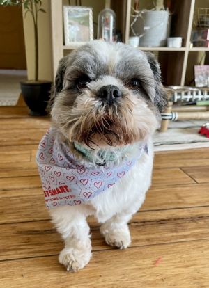 Halo, Adult Male Shih Tzu