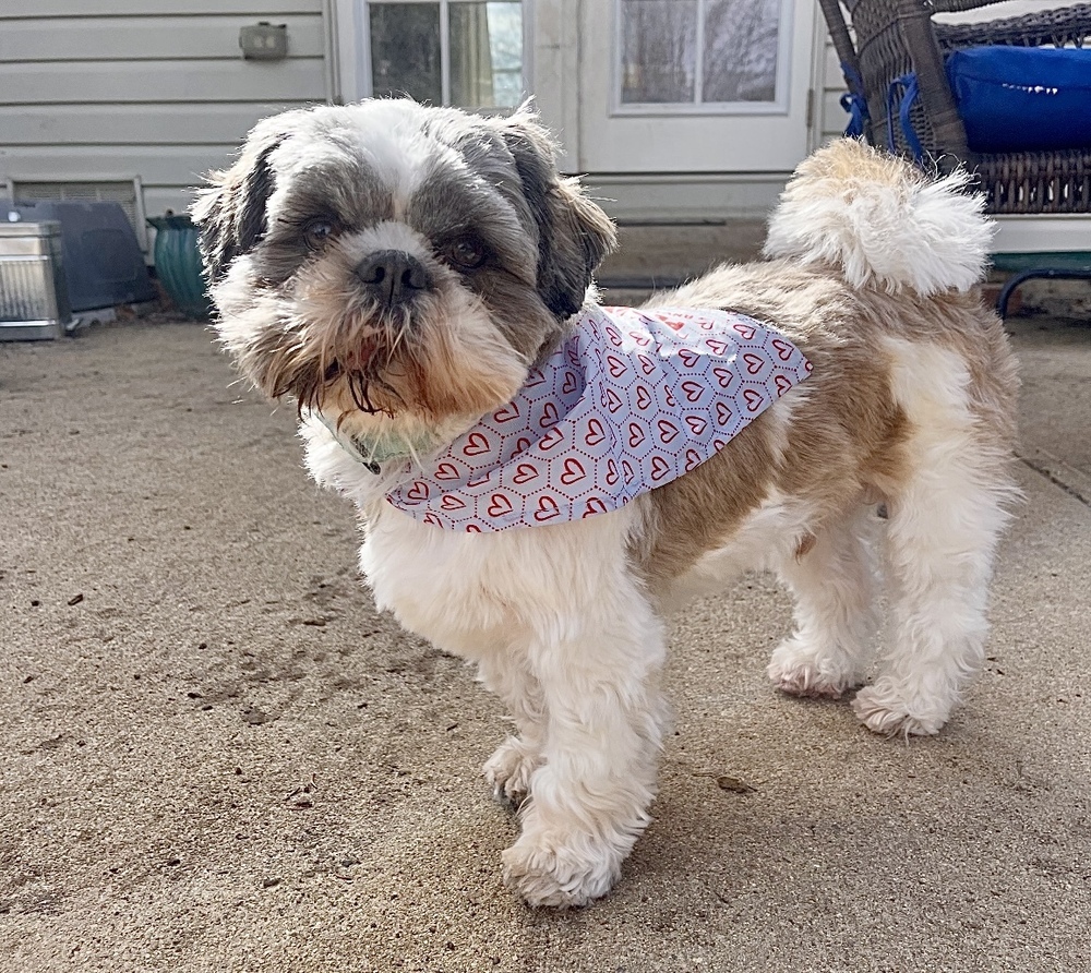 Halo, an adoptable Shih Tzu in Boulder, CO, 80305 | Photo Image 2