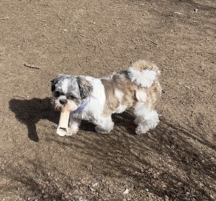 Halo, an adoptable Shih Tzu in Boulder, CO, 80305 | Photo Image 3