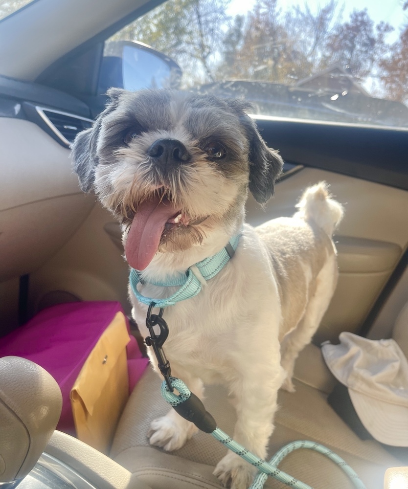 Halo, an adoptable Shih Tzu in Boulder, CO, 80305 | Photo Image 4