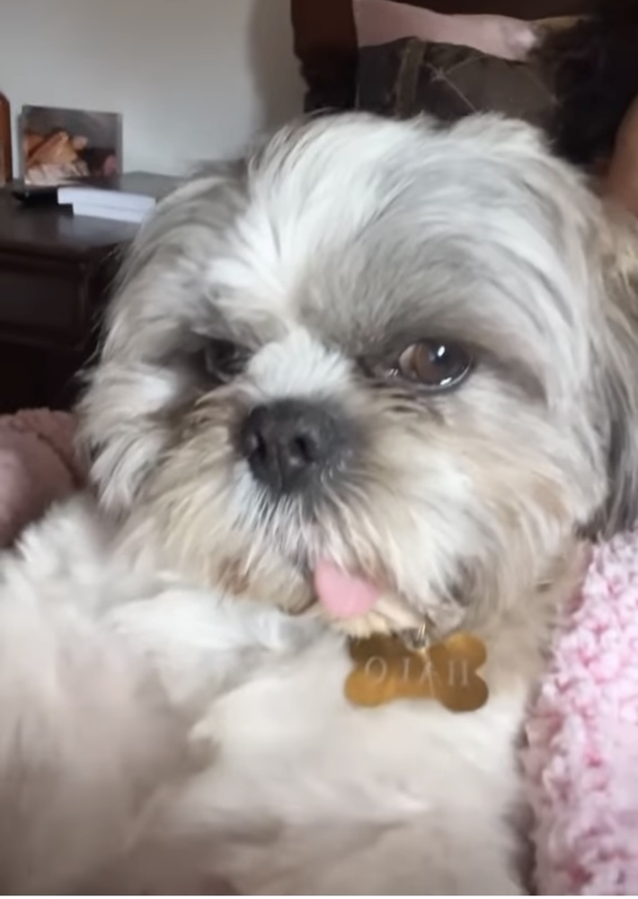 Halo, an adoptable Shih Tzu in Boulder, CO, 80305 | Photo Image 5