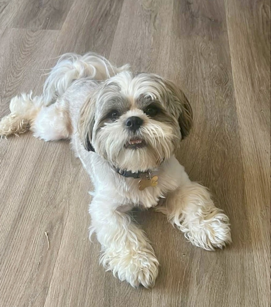 Halo, an adoptable Shih Tzu in Boulder, CO, 80305 | Photo Image 6
