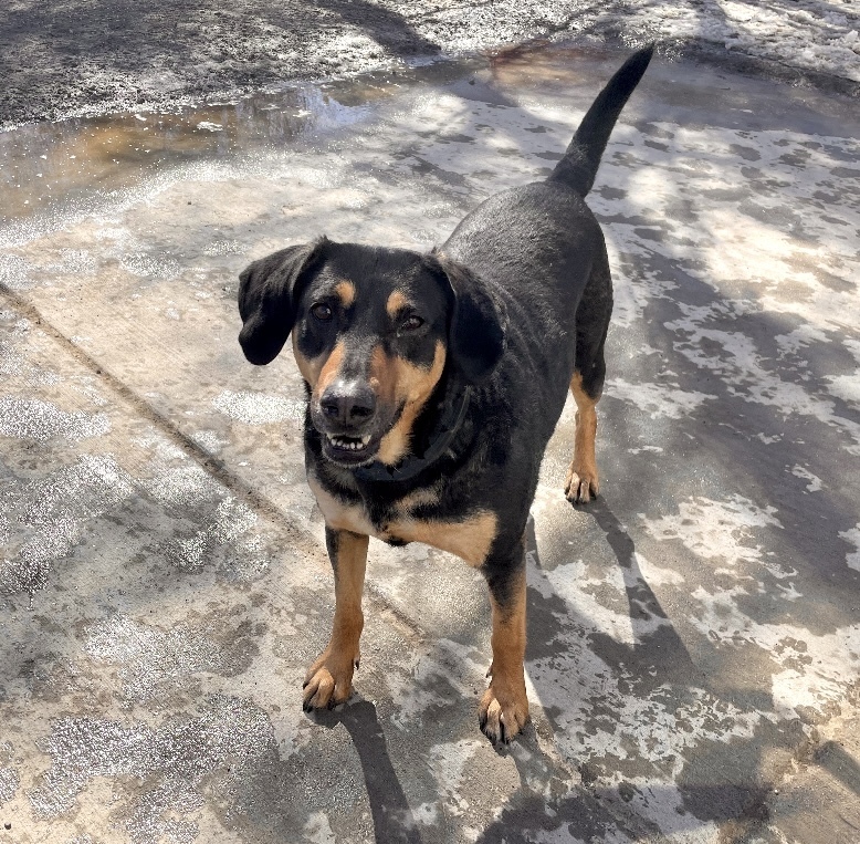 Willow - ADOPTION PENDING, an adoptable Shepherd, Labrador Retriever in Boulder, CO, 80305 | Photo Image 1