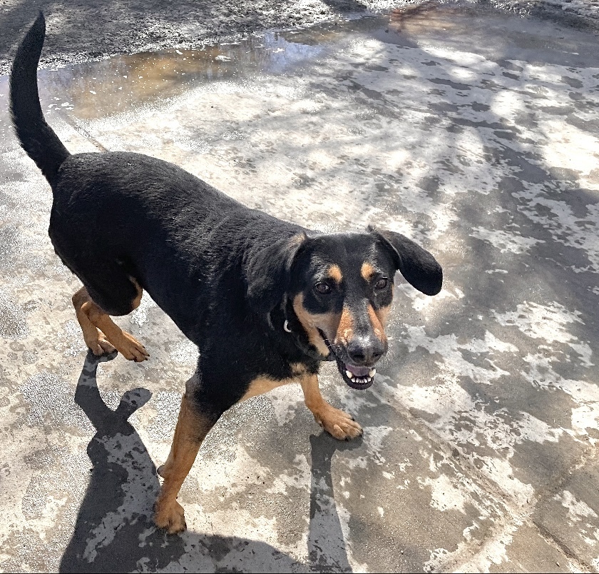 Willow - ADOPTION PENDING, an adoptable Shepherd, Labrador Retriever in Boulder, CO, 80305 | Photo Image 3