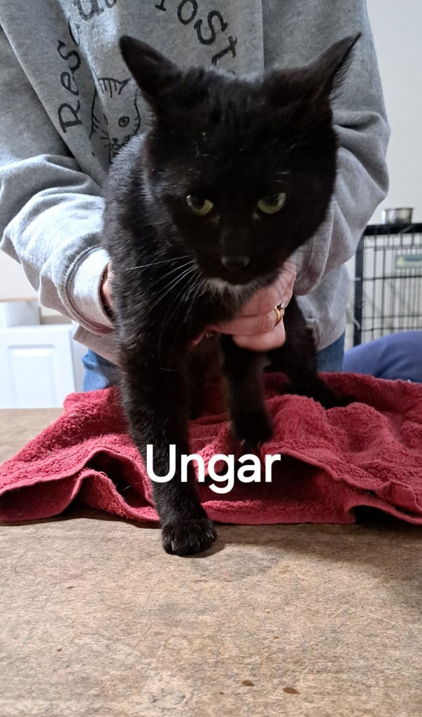 Ungar