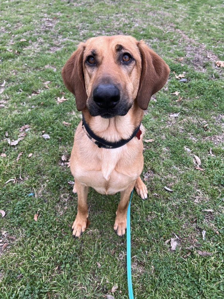 Maddie, an adoptable Bloodhound, German Shepherd Dog in Frisco, TX, 75033 | Photo Image 1