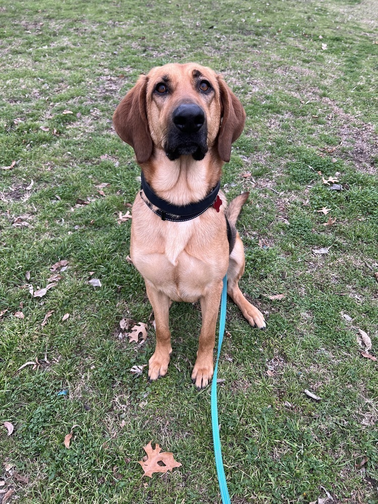 Maddie, an adoptable Bloodhound, German Shepherd Dog in Frisco, TX, 75033 | Photo Image 2