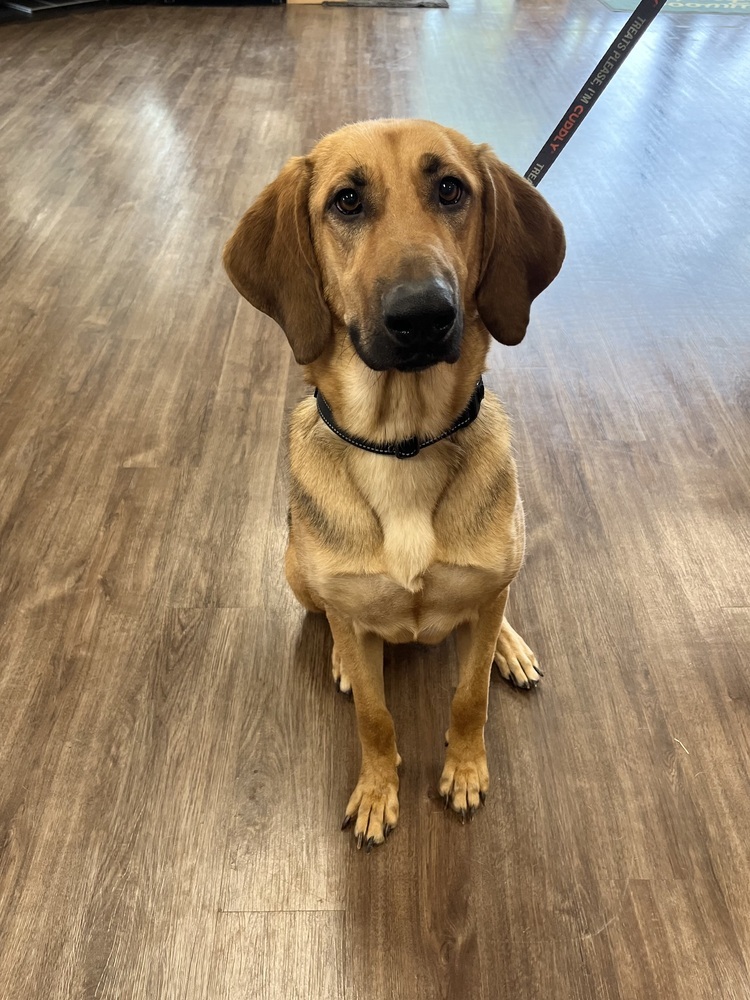 Maddie, an adoptable Bloodhound, German Shepherd Dog in Frisco, TX, 75033 | Photo Image 4