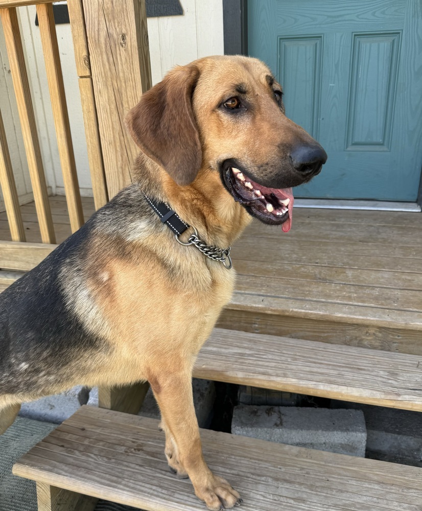 Maddie, an adoptable Bloodhound, German Shepherd Dog in Frisco, TX, 75033 | Photo Image 5