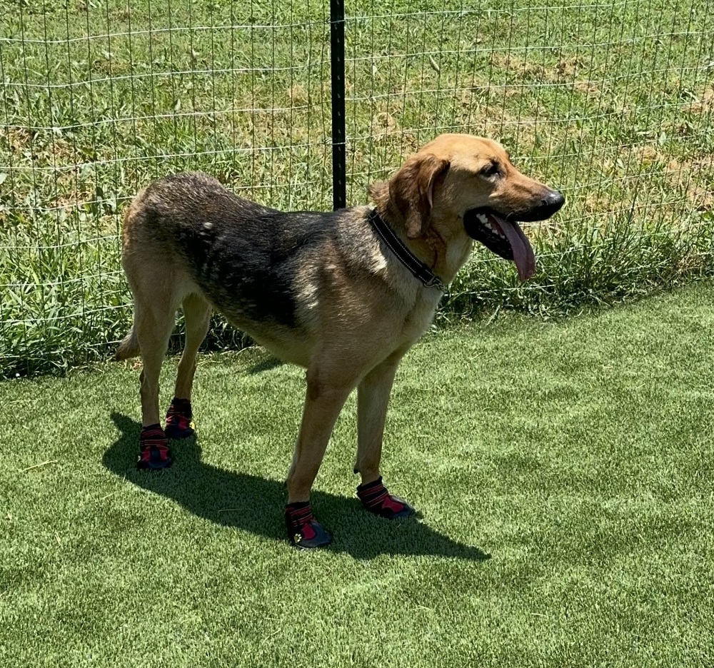 Maddie, an adoptable Bloodhound, German Shepherd Dog in Frisco, TX, 75033 | Photo Image 6