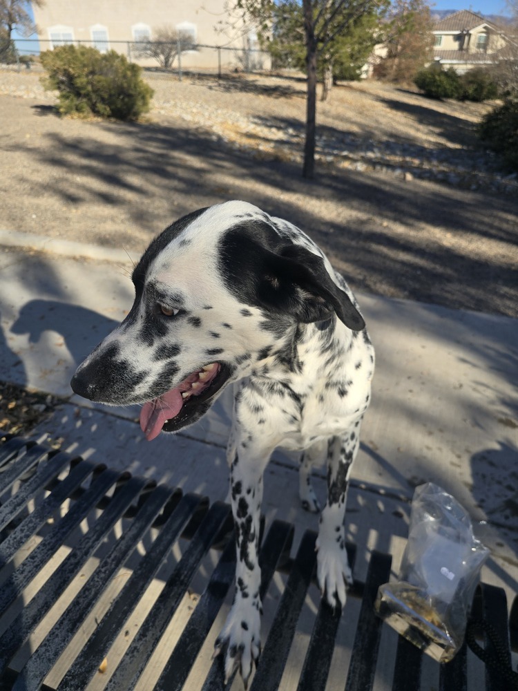 Christine, an adoptable Dalmatian in Albuquerque, NM, 87120 | Photo Image 1