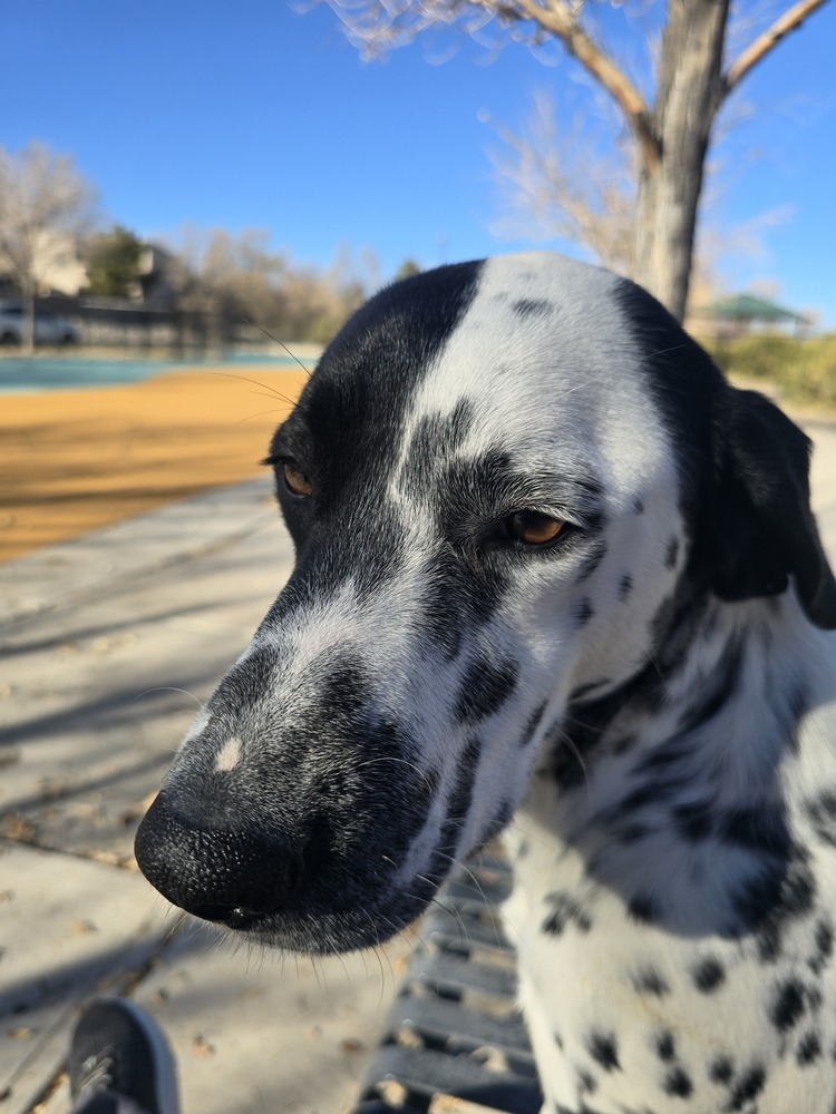 Christine, an adoptable Dalmatian in Albuquerque, NM, 87120 | Photo Image 2